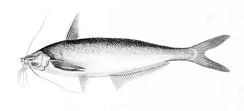 Un animal de la famille Schilbeidae