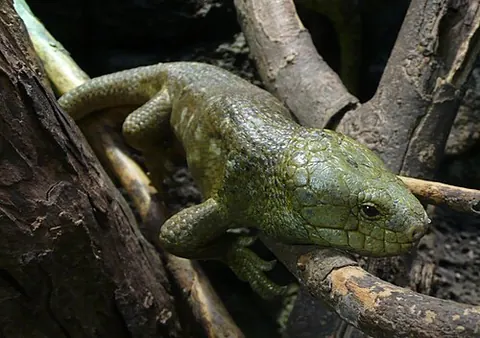 Corucia zebrata