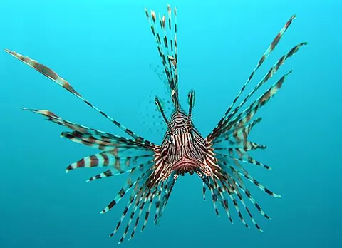 Pterois volitans