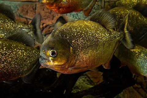 Pygocentrus nattereri