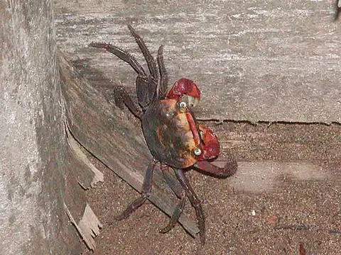Un animal de la famille Sesarmidae