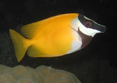 Siganus vulpinus