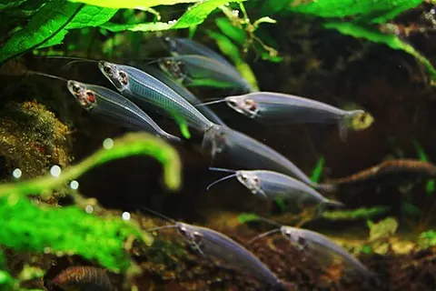 Kryptopterus vitreolus