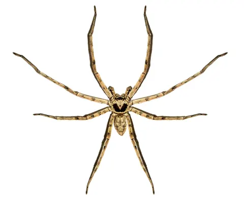 Heteropoda venatoria