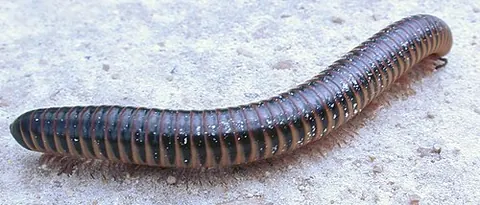 Chicobolus spinigerus