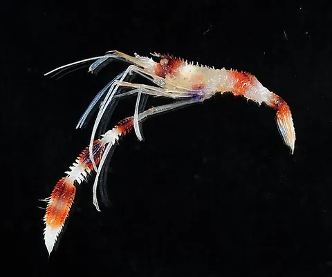Stenopus hispidus