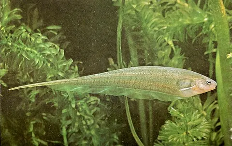 Eigenmannia virescens