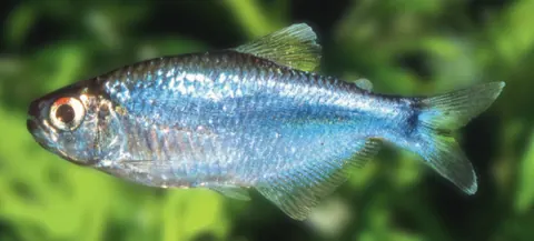 Boehlkea fredcochui