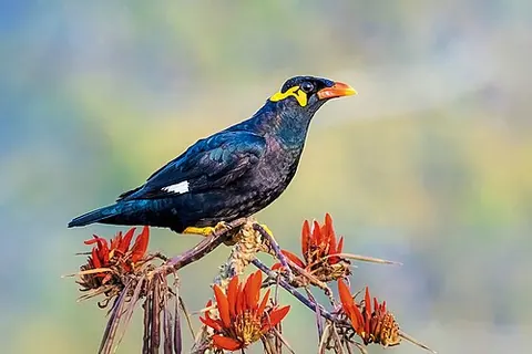 Gracula religiosa