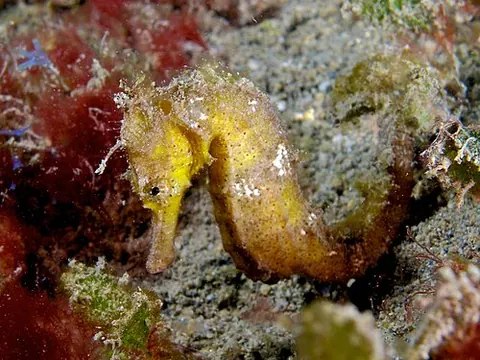 Hippocampus kuda