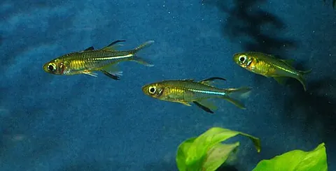 Marosatherina ladigesi