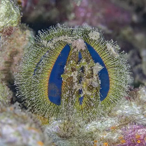 Mespilia globulus