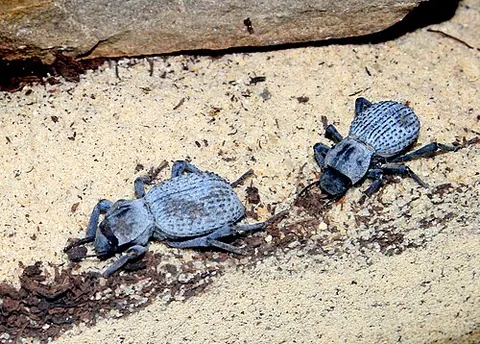 Asbolus verrucosus