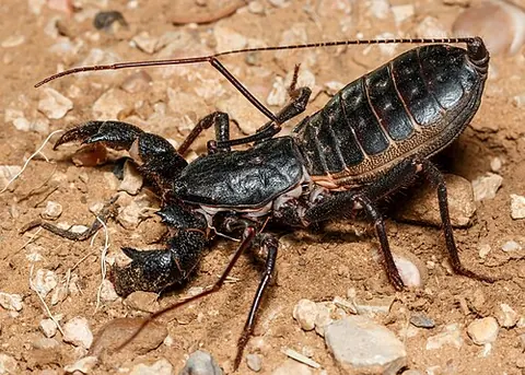 Mastigoproctus giganteus