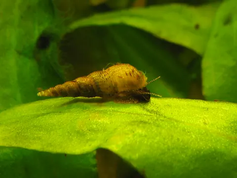 Melanoides tuberculata