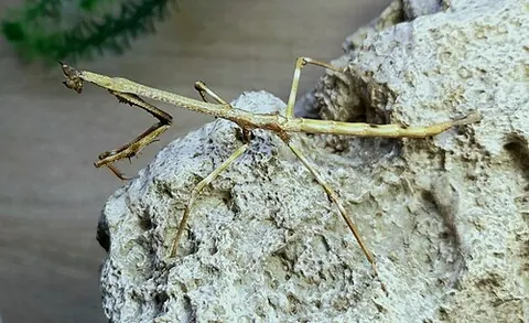 Heterochaeta orientalis
