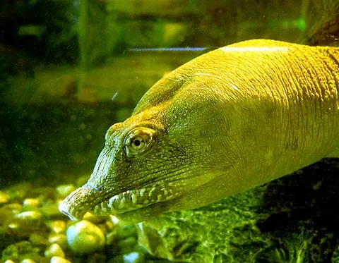 Pelodiscus sinensis