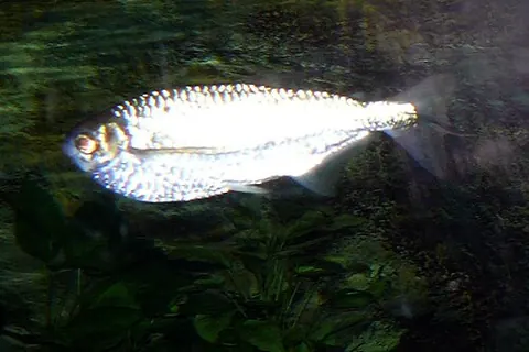 Triportheus angulatus
