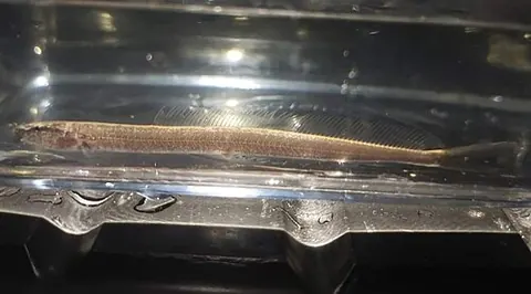 Vaillantella maassi