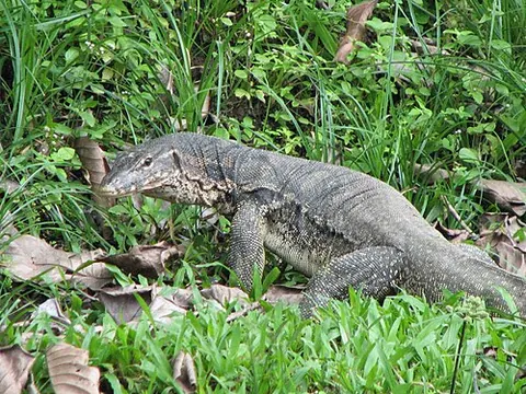Varanus salvator