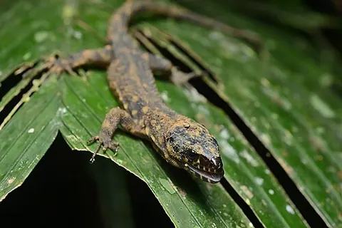Lepidophyma flavimaculatum