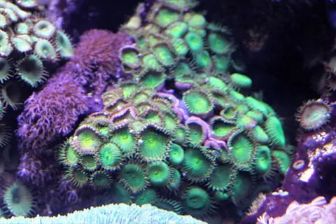 Zoanthus sociatus